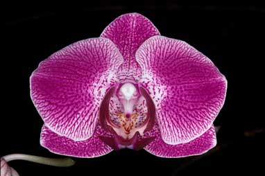 APII jpeg image of Phalaenopsis  © contact APII