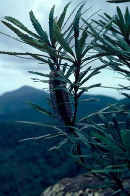 APII jpeg image of Banksia plagiocarpa  © contact APII