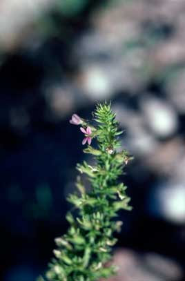 APII jpeg image of Stylidium  © contact APII