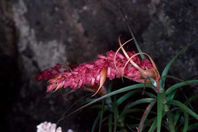 APII jpeg image of Dracophyllum secundum  © contact APII
