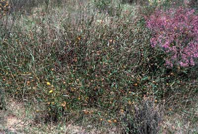 APII jpeg image of Daviesia alata x latifolia  © contact APII