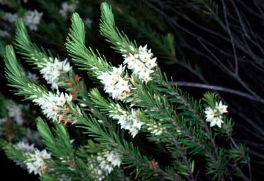 APII jpeg image of Epacris sprengelioides  © contact APII