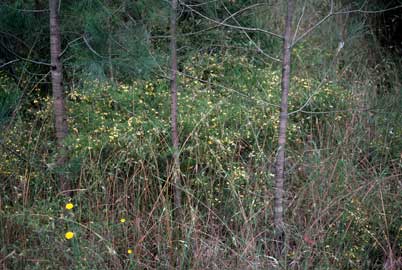 APII jpeg image of Dillwynia tenuifolia  © contact APII