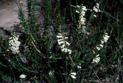 APII jpeg image of Epacris obtusifolia  © contact APII