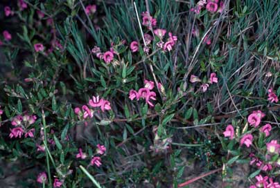 APII jpeg image of Mirbelia rubiifolia  © contact APII