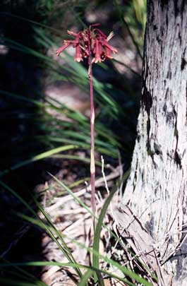 APII jpeg image of Blandfordia punicea  © contact APII