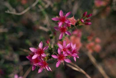 APII jpeg image of Calytrix longiflora  © contact APII