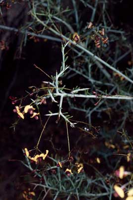 APII jpeg image of Daviesia bursarioides  © contact APII