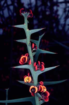 APII jpeg image of Daviesia intricata subsp. xiphophylla  © contact APII