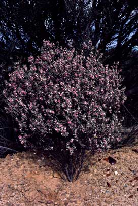 APII jpeg image of Boronia ternata var. ternata  © contact APII