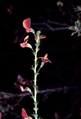 APII jpeg image of Daviesia cardiophylla  © contact APII