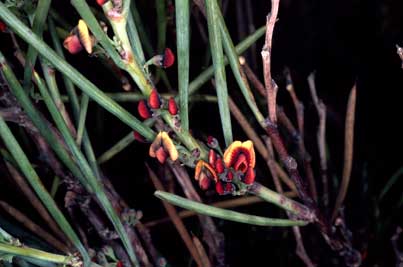 APII jpeg image of Daviesia oxylobium  © contact APII