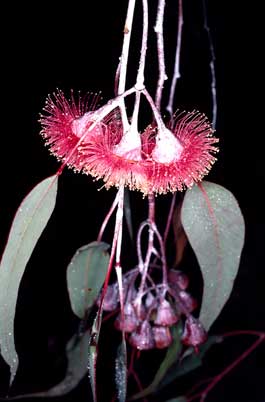 APII jpeg image of Eucalyptus caesia subsp. magna  © contact APII