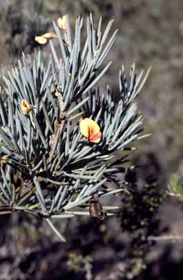 APII jpeg image of Daviesia grossa  © contact APII