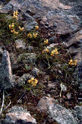 APII jpeg image of Diuris pulchella  © contact APII