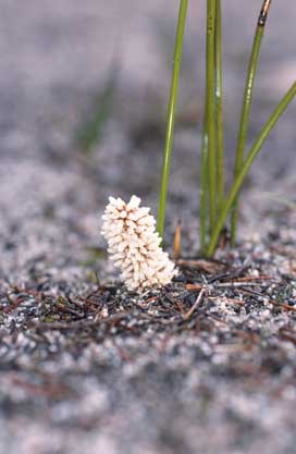 APII jpeg image of Lomandra juncea  © contact APII