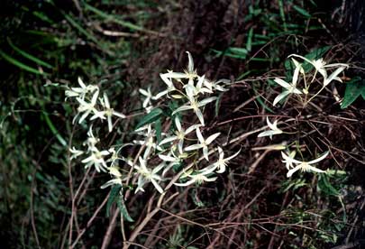 APII jpeg image of Clematis aristata  © contact APII