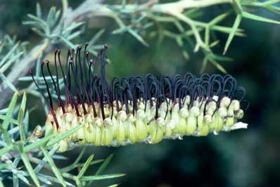 APII jpeg image of Grevillea armigera  © contact APII