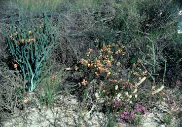 APII jpeg image of Daviesia euphorbioides,<br/>Chorizema rhynchotropis  © contact APII