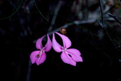 APII jpeg image of Stylidium macranthum  © contact APII