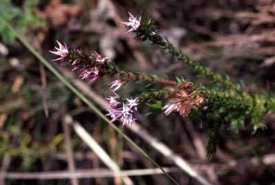 APII jpeg image of Andersonia caerulea  © contact APII