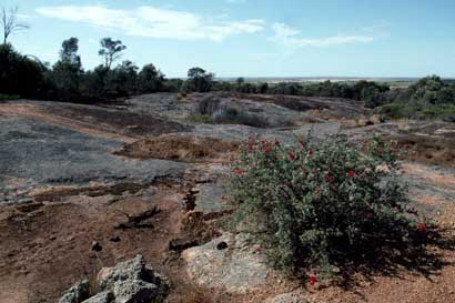 APII jpeg image of Kunzea pulchella  © contact APII