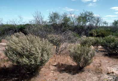 APII jpeg image of Thryptomene australis  © contact APII