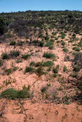 APII jpeg image of Hibbertia conspicua,<br/>Calandrinia liniflora  © contact APII