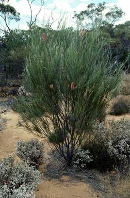 APII jpeg image of Hakea francisiana  © contact APII