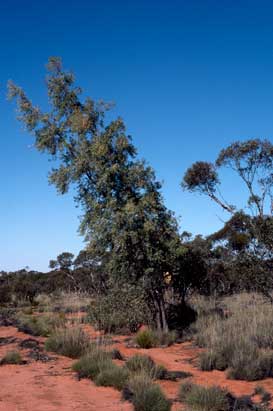 APII jpeg image of Codonocarpus cotinifolius  © contact APII