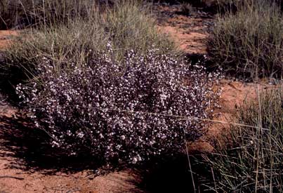 APII jpeg image of Baeckea crassifolia  © contact APII