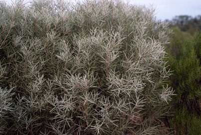 APII jpeg image of Hakea leucoptera  © contact APII