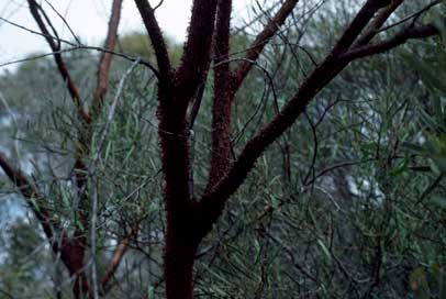 APII jpeg image of Acacia duriuscula  © contact APII