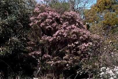 APII jpeg image of Scholtzia parviflora  © contact APII