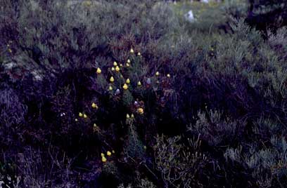 APII jpeg image of Petrophile drummondii  © contact APII