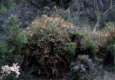APII jpeg image of Banksia pteridifolia subsp. pteridifolia  © contact APII