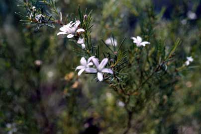 APII jpeg image of Philotheca salsolifolia  © contact APII