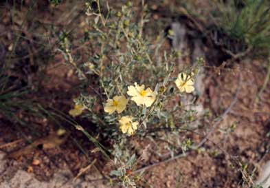 APII jpeg image of Hibbertia obtusifolia  © contact APII