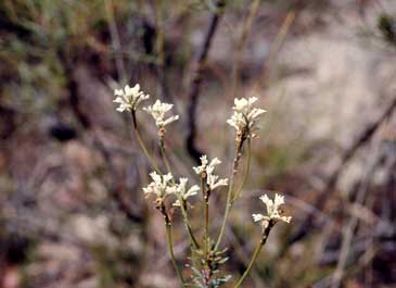 APII jpeg image of Conospermum taxifolium  © contact APII