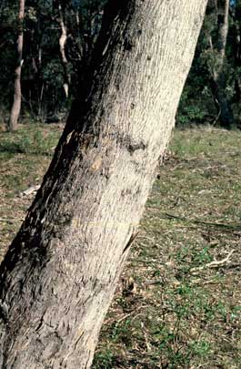 APII jpeg image of Eucalyptus melliodora  © contact APII