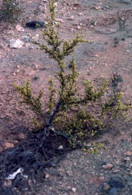 APII jpeg image of Androcalva luteifolia  © contact APII