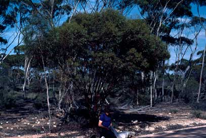 APII jpeg image of Eucalyptus diptera  © contact APII