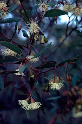 APII jpeg image of Eucalyptus incrassata  © contact APII