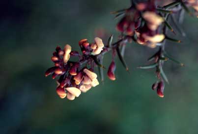 APII jpeg image of Daviesia articulata  © contact APII