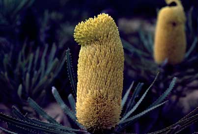 APII jpeg image of Banksia attenuata  © contact APII