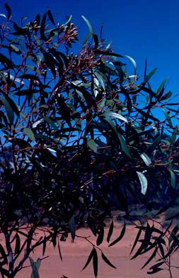 APII jpeg image of Eucalyptus cyclostoma  © contact APII