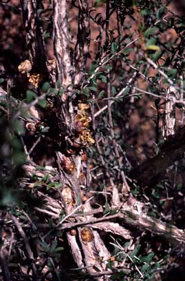 APII jpeg image of Leptospermum spinescens  © contact APII