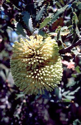 APII jpeg image of Banksia lemanniana  © contact APII