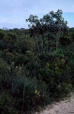 APII jpeg image of Eucalyptus pleurocarpa,<br/>Daviesia striata  © contact APII