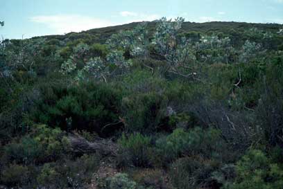 APII jpeg image of Eucalyptus pleurocarpa,<br/>Daviesia newbeyi  © contact APII